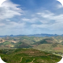 Как формируется цена зеленого кофе