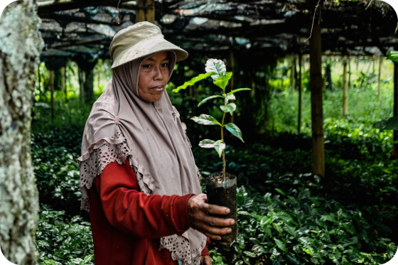 В ЧЁМ РАЗНИЦА МЕЖДУ АРАБИКОЙ И РОБУСТОЙ