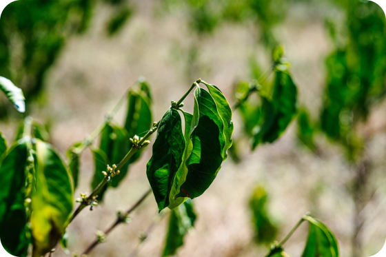 НОВОЕ ИССЛЕДОВАНИЕ CLIMATE CENTRAL: КАК ИЗМЕНЕНИЕ КЛИМАТА ВЛИЯЕТ НА ТЕМПЕРАТУРЫ В КОФЕЙНЫХ СТРАНАХ