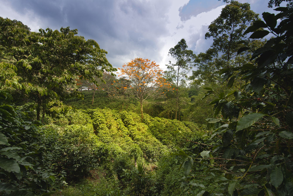 Как климат плантации влияет на вкус кофе