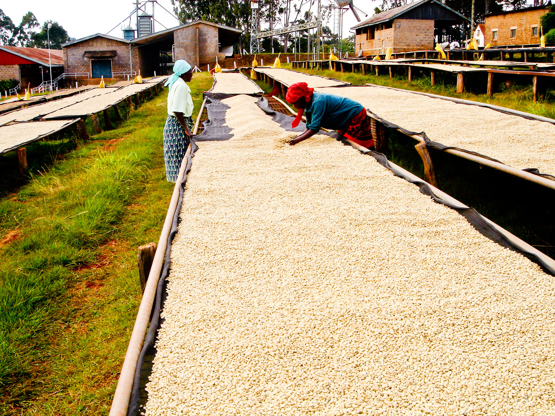 Особенности кофейной индустрии в Кении