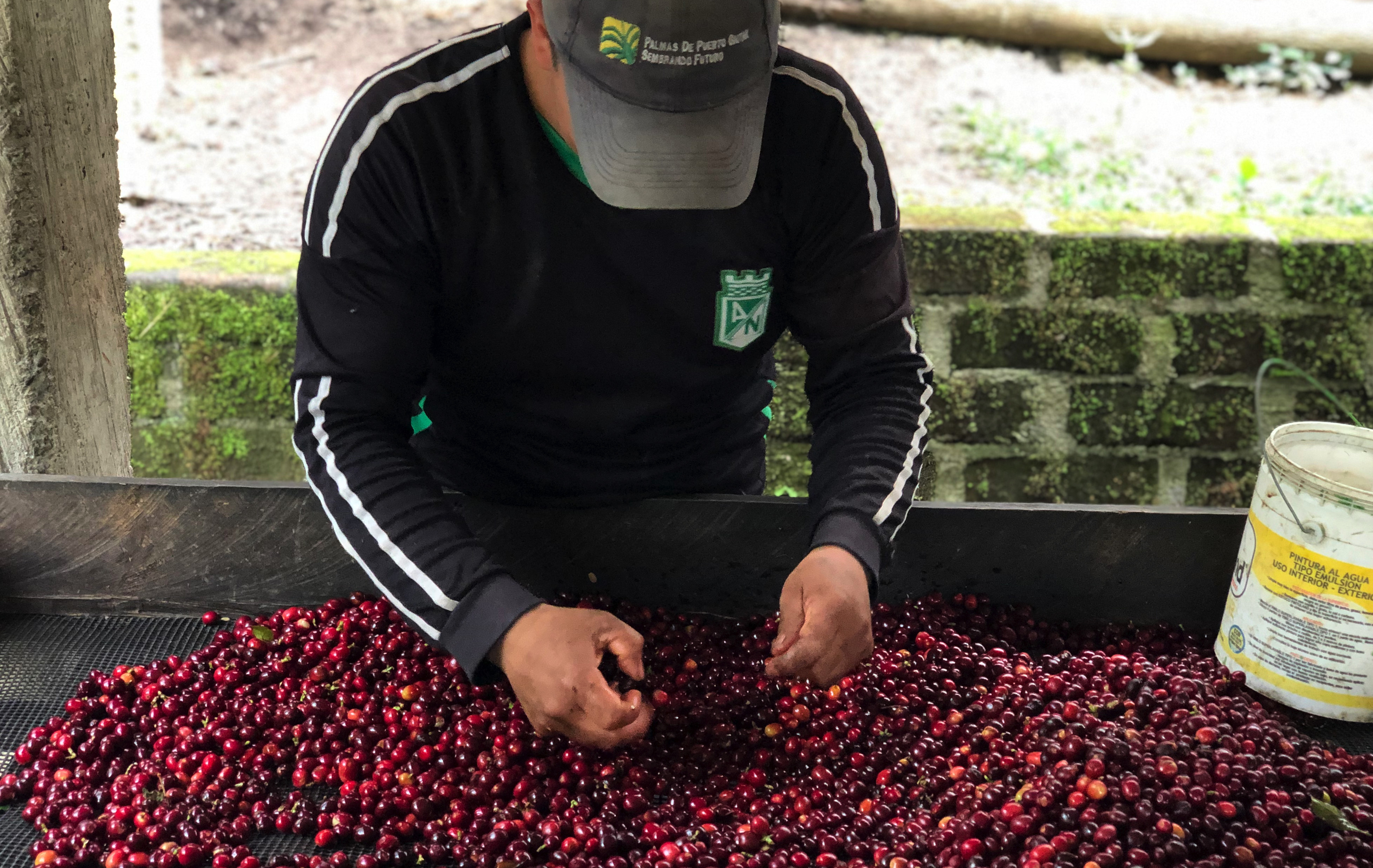 Как изменение климата повлияет на кофе: арабика под угрозой