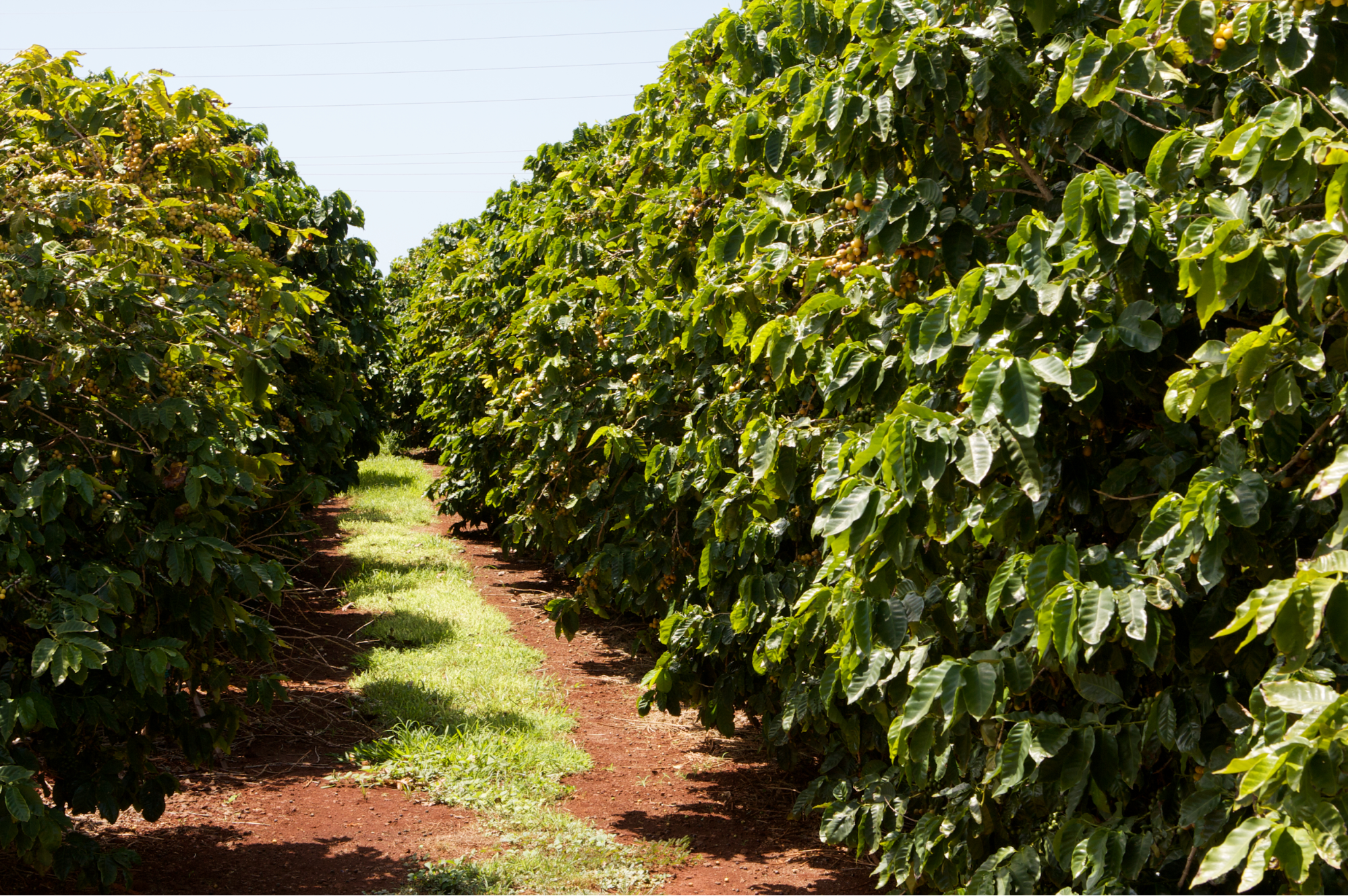 Плодородных почв может не остаться: как удобрения для кофе влияют на почву и экологию