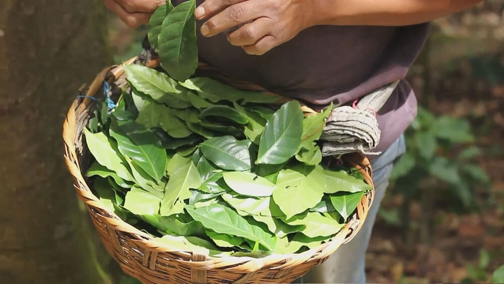 Чай из кофейных листьев: поддерживает здоровье и фермеров