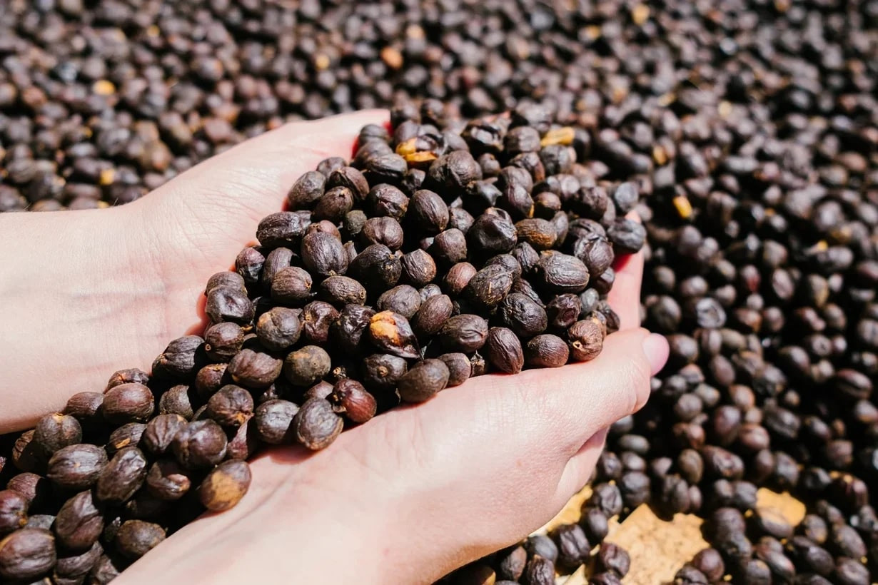 Двойная ферментация — особенности обработки кофе в Кении