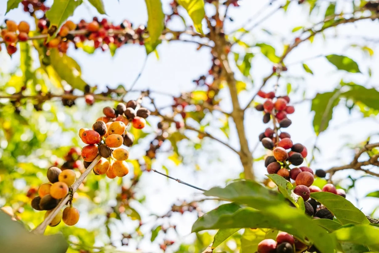 Созревание кофейной ягоды: почему так важно собирать ягоды в нужный момент