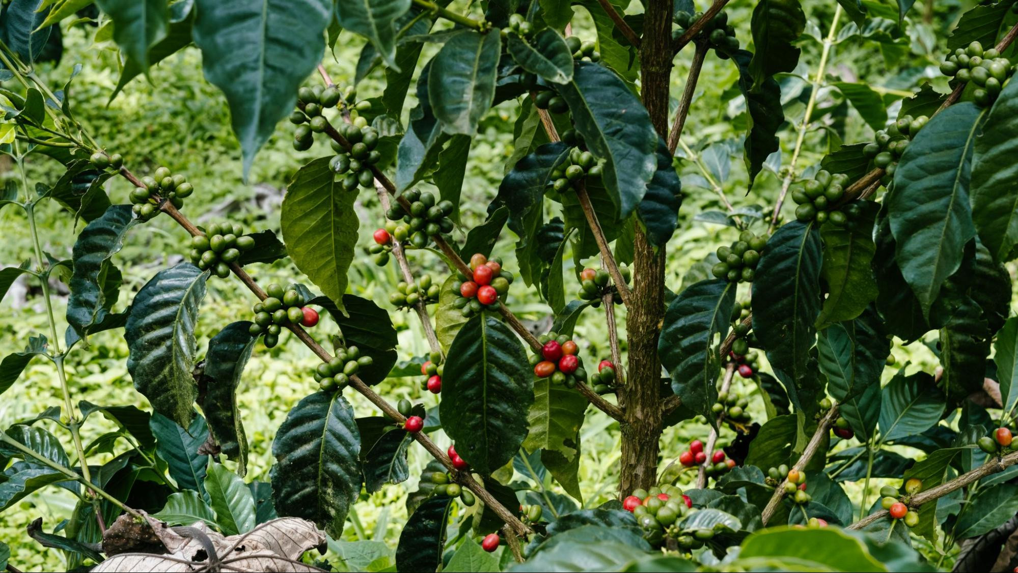 Почему кофе выращивают только в кофейном поясе