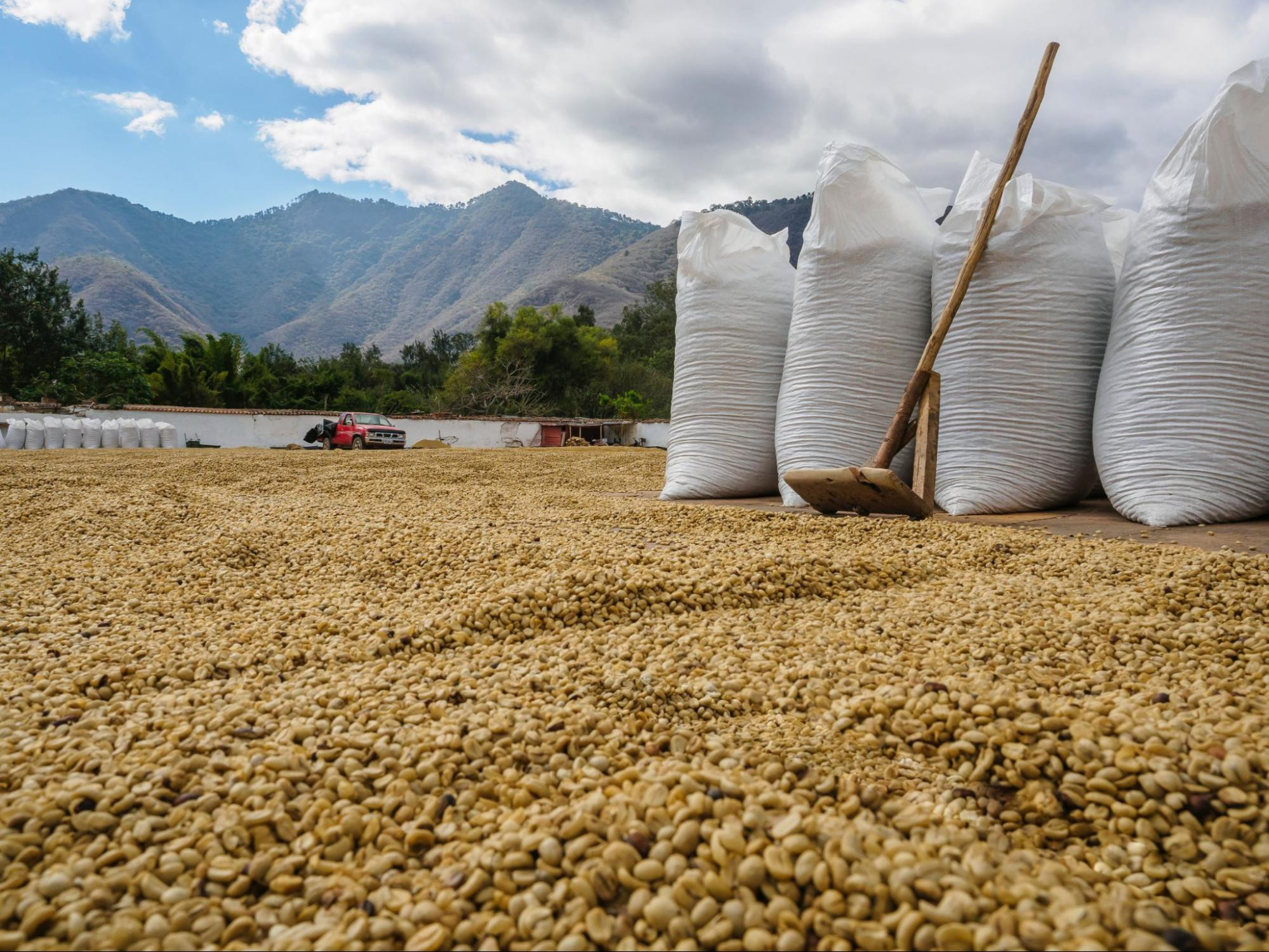 Экспериментальные методы обработки кофе в Гватемале