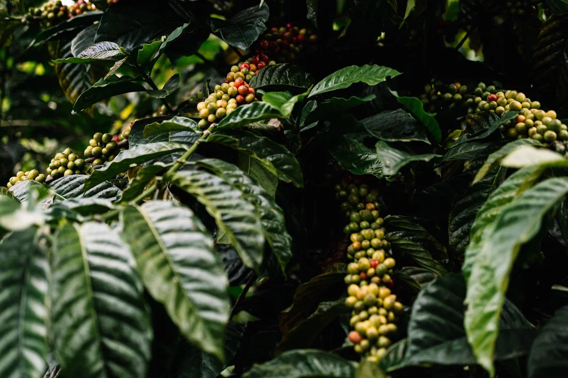 От чего зависит урожайность кофейных деревьев