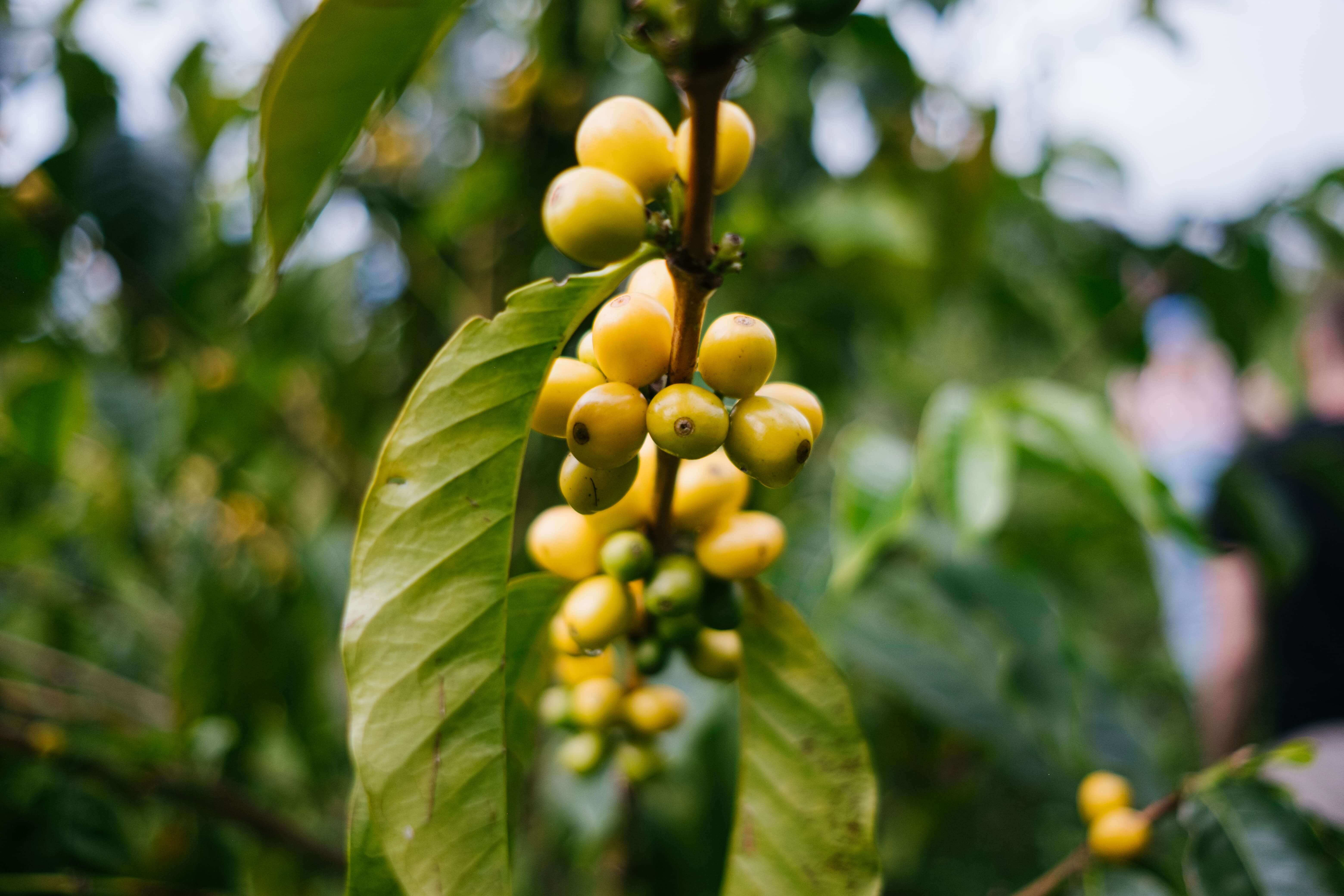 Как терруар разных регионов Колумбии влияет на вкус местного кофе