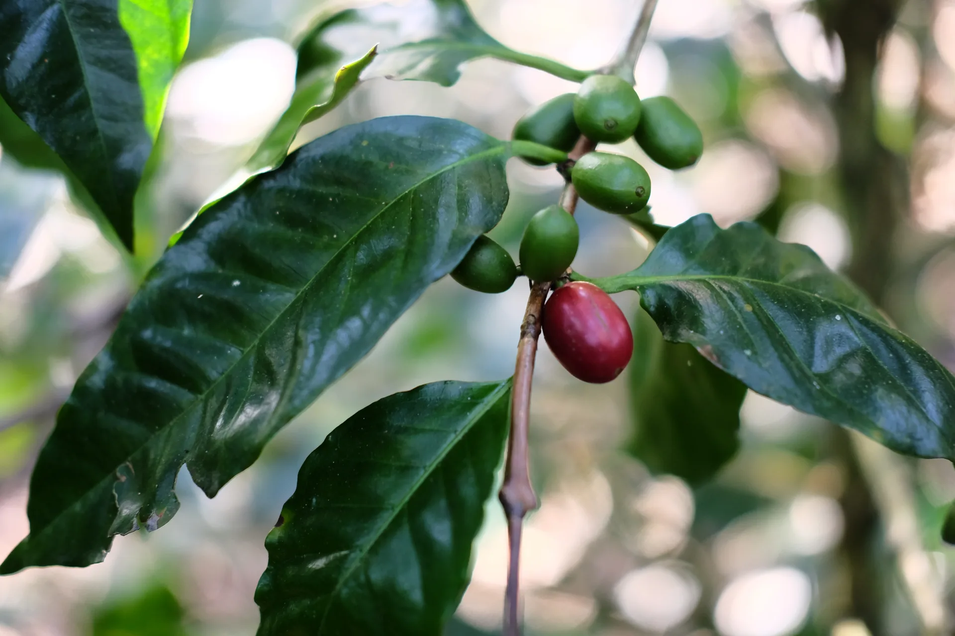 Разновидность марагоджип: уникальные характеристики и роль в кофейной индустрии