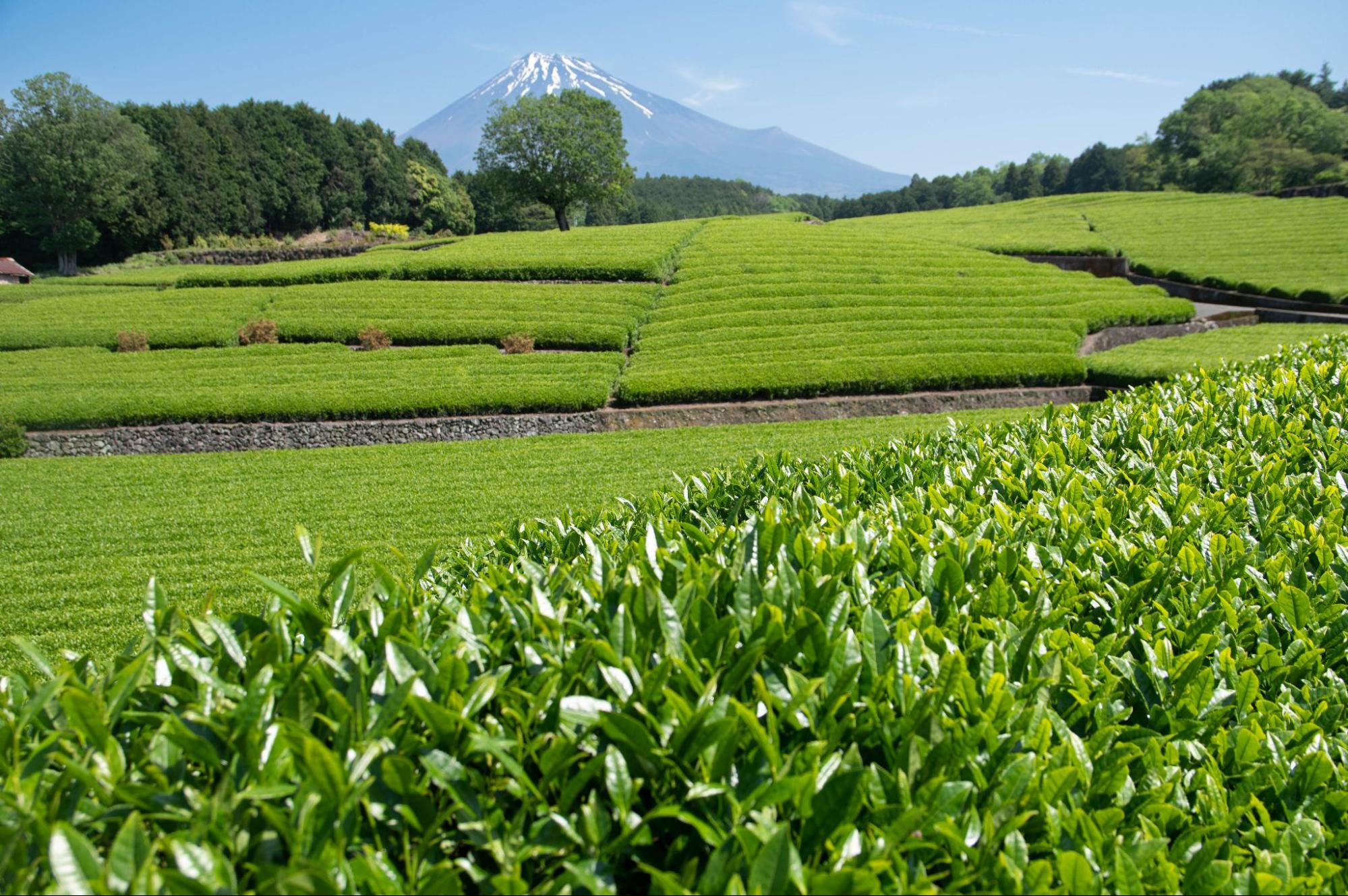 Сенча, банча и кукича — три знаменитых японских чая