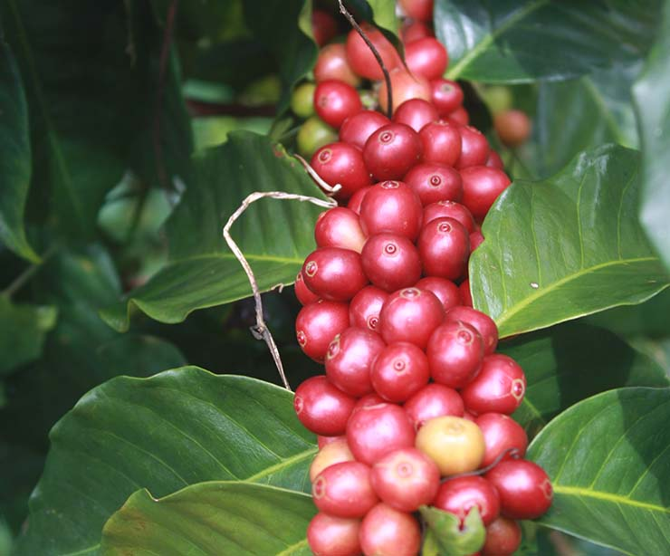 Кастильо — перспективная разновидность, устойчивая к кофейной ржавчине