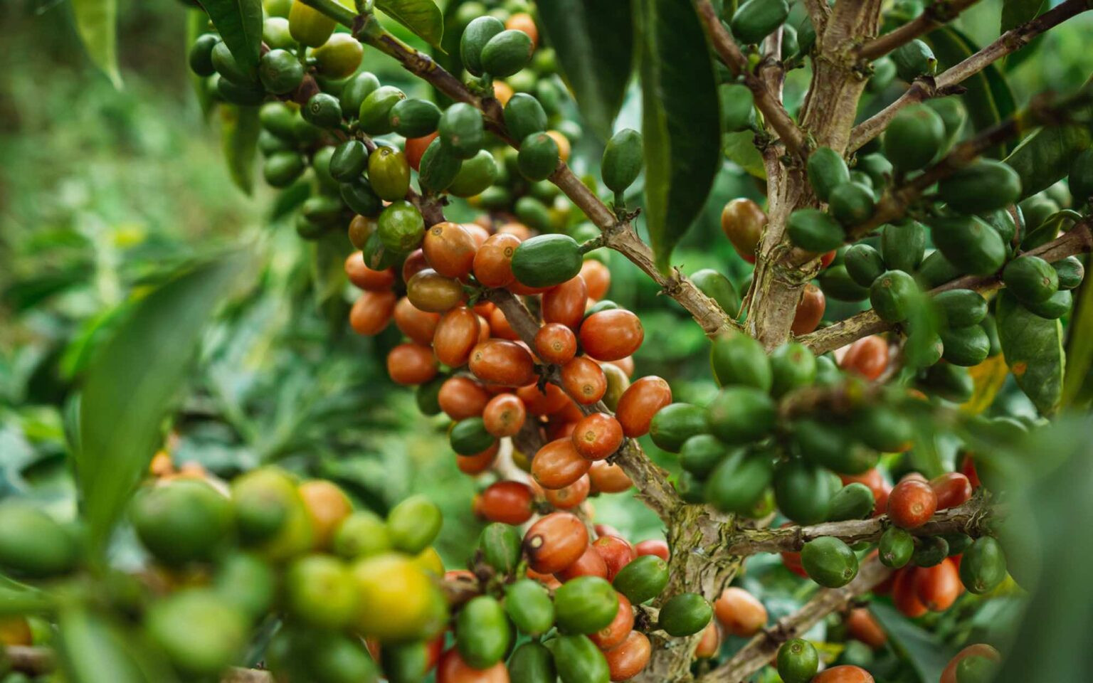 Кенийские разновидности кофе
