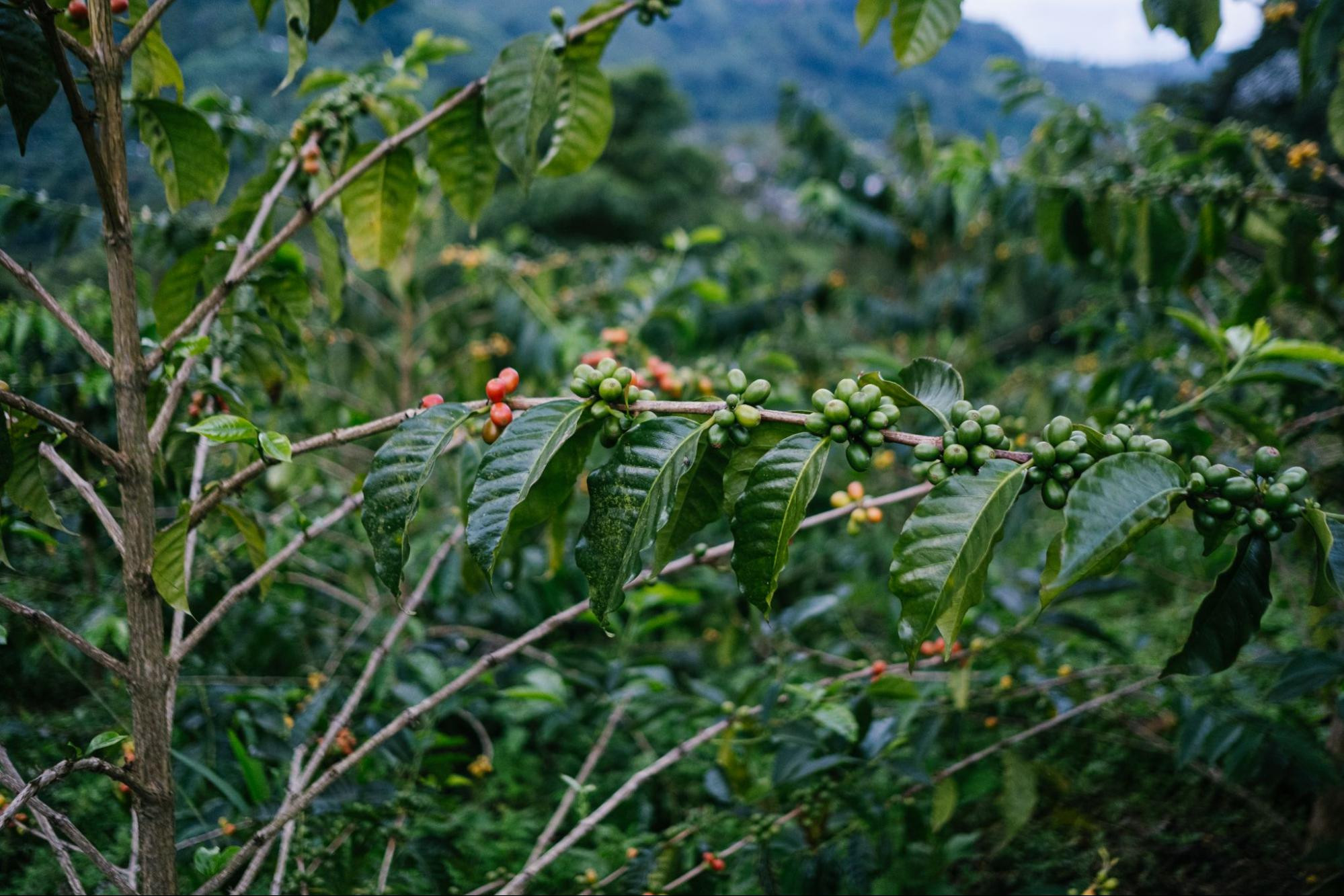 Разновидность чирозо: уникальный колумбийский кофе родом из Эфиопии