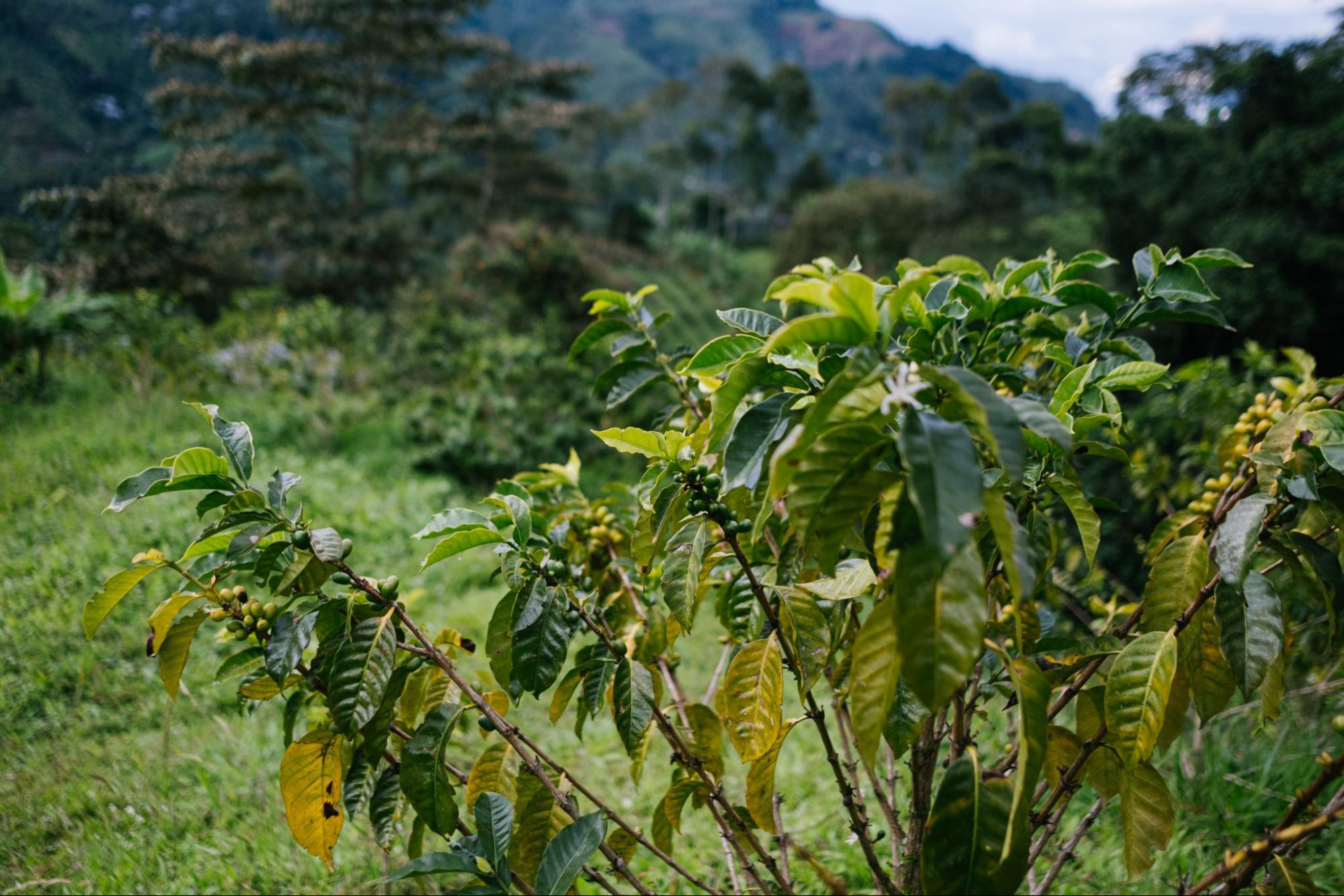 Исследование World Coffee Research: где выращивать разновидности арабики