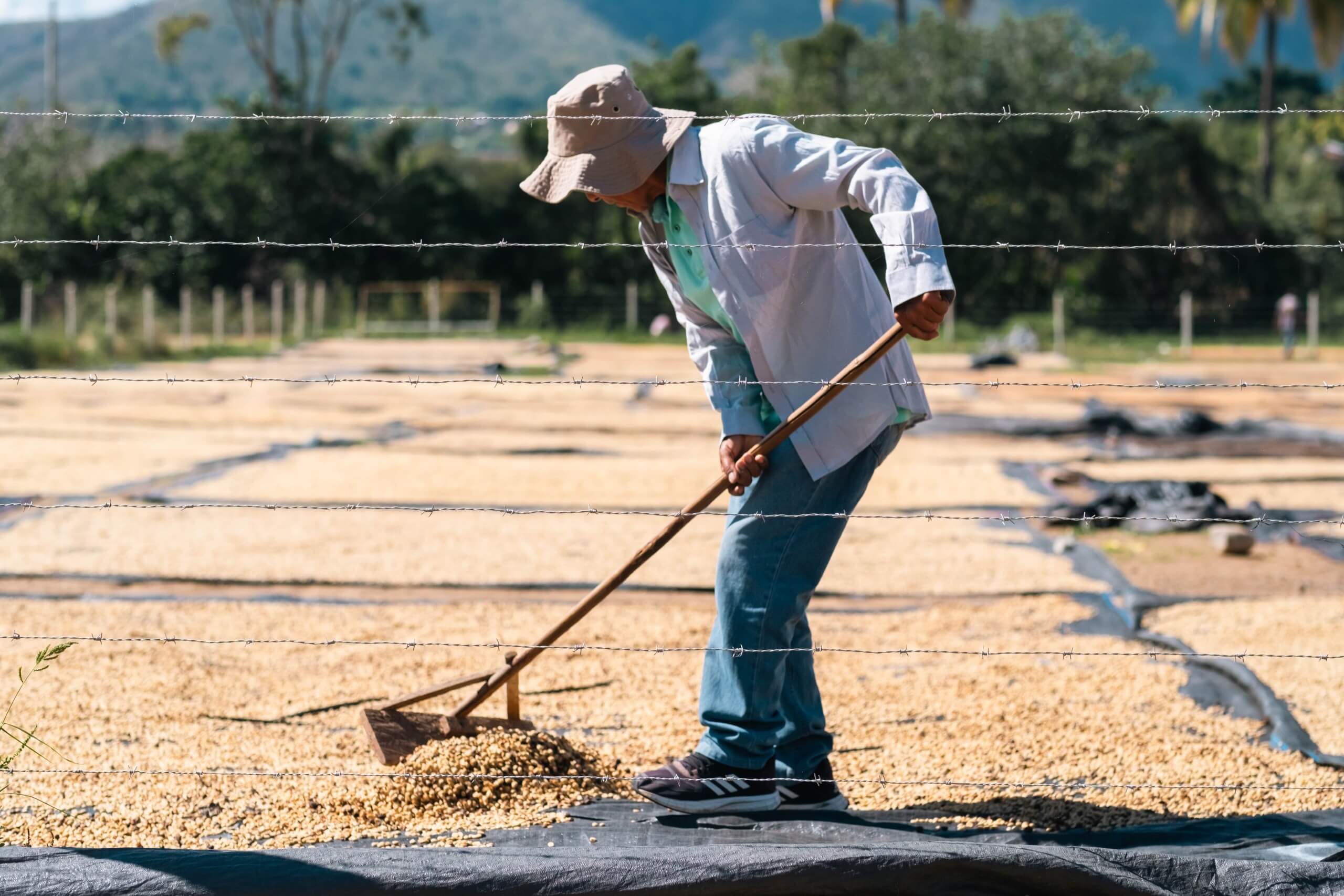 Разравнивание кофе при натуральной обработке