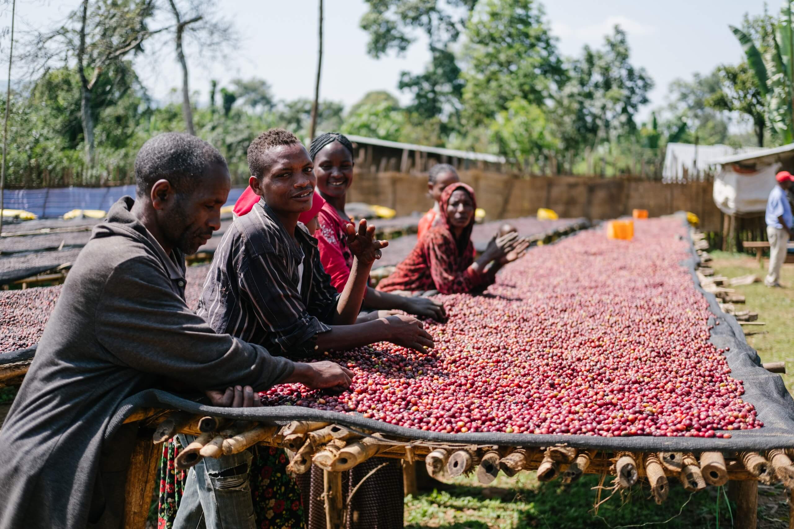 Ручная сортировка кофейных ягод