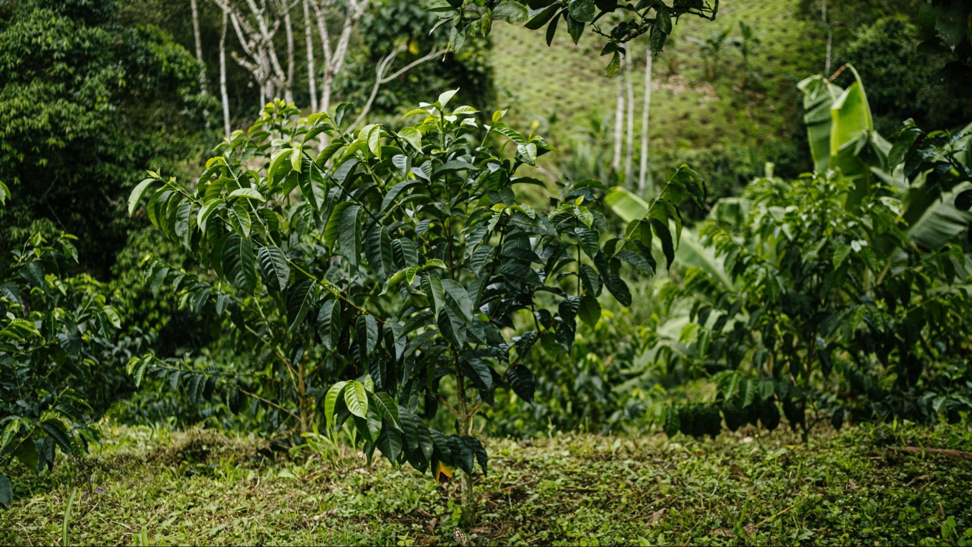 Что такое одноствольная система выращивания кофе и почему она становится популярной