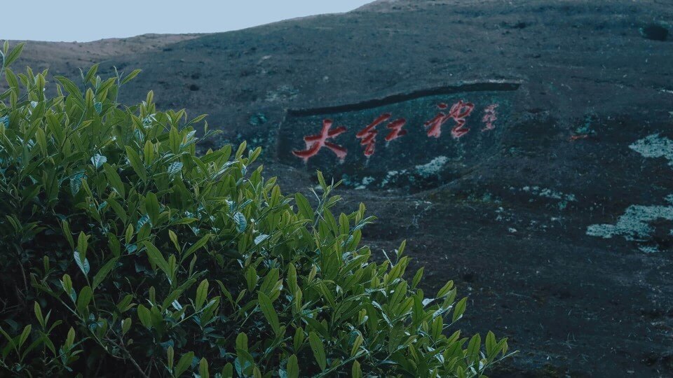 Чайные кусты Да Хун Пао, которым император подарил красные халаты после исцеления матери