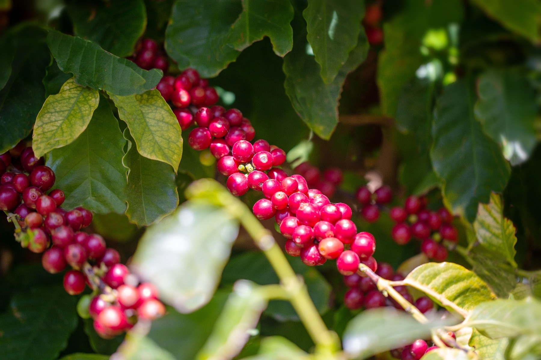 Кофейная индустрия Сицилии: как выращивают кофе вне кофейного пояса