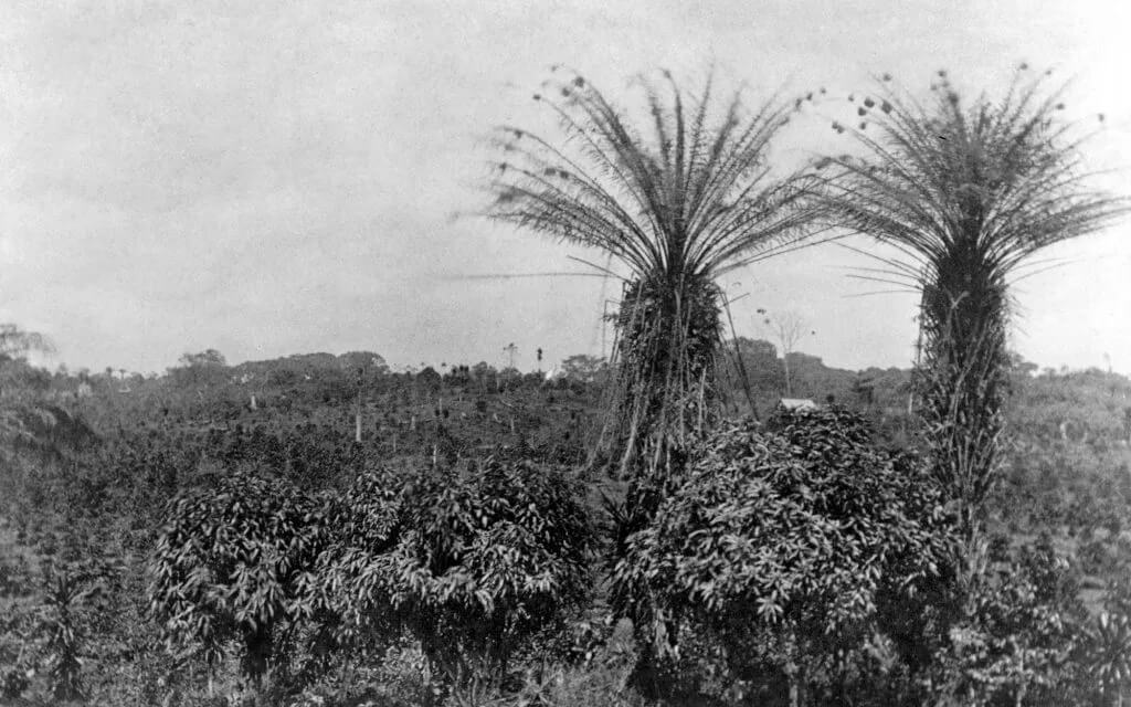 Историческая фотография фермы в Либерии