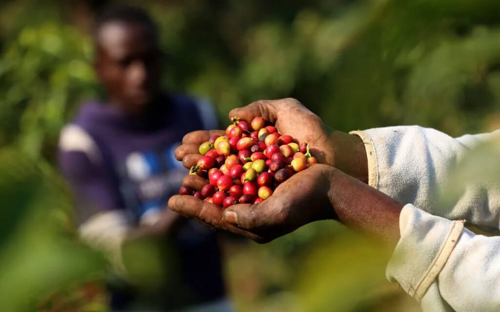 Горсть кофейных ягод либерики