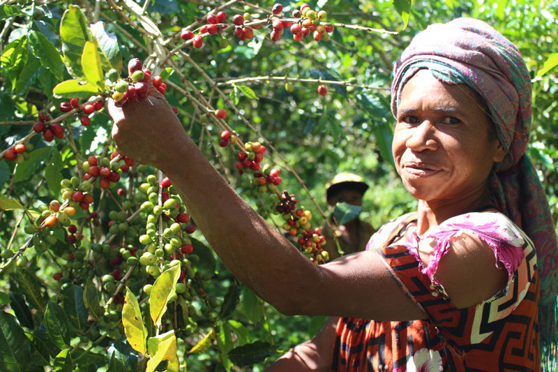 Кофе в ПНГ производят экологично, но у многих фермеров нет денег, чтобы получить сертификат Organic.