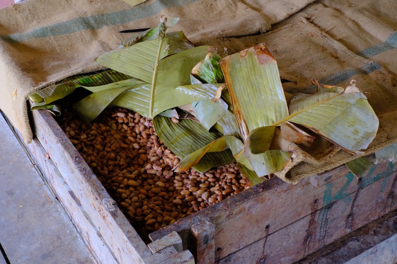 Какао-бобы fino de aroma