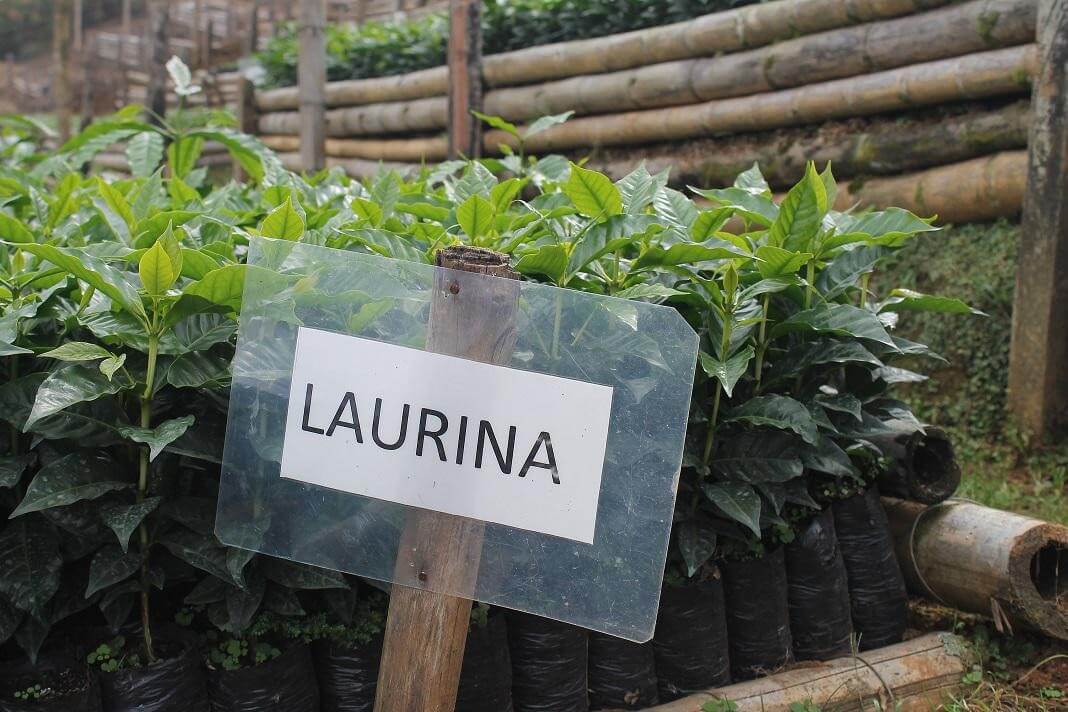 Кофейные ягоды разновидности лаурина с низким содержанием кофеина