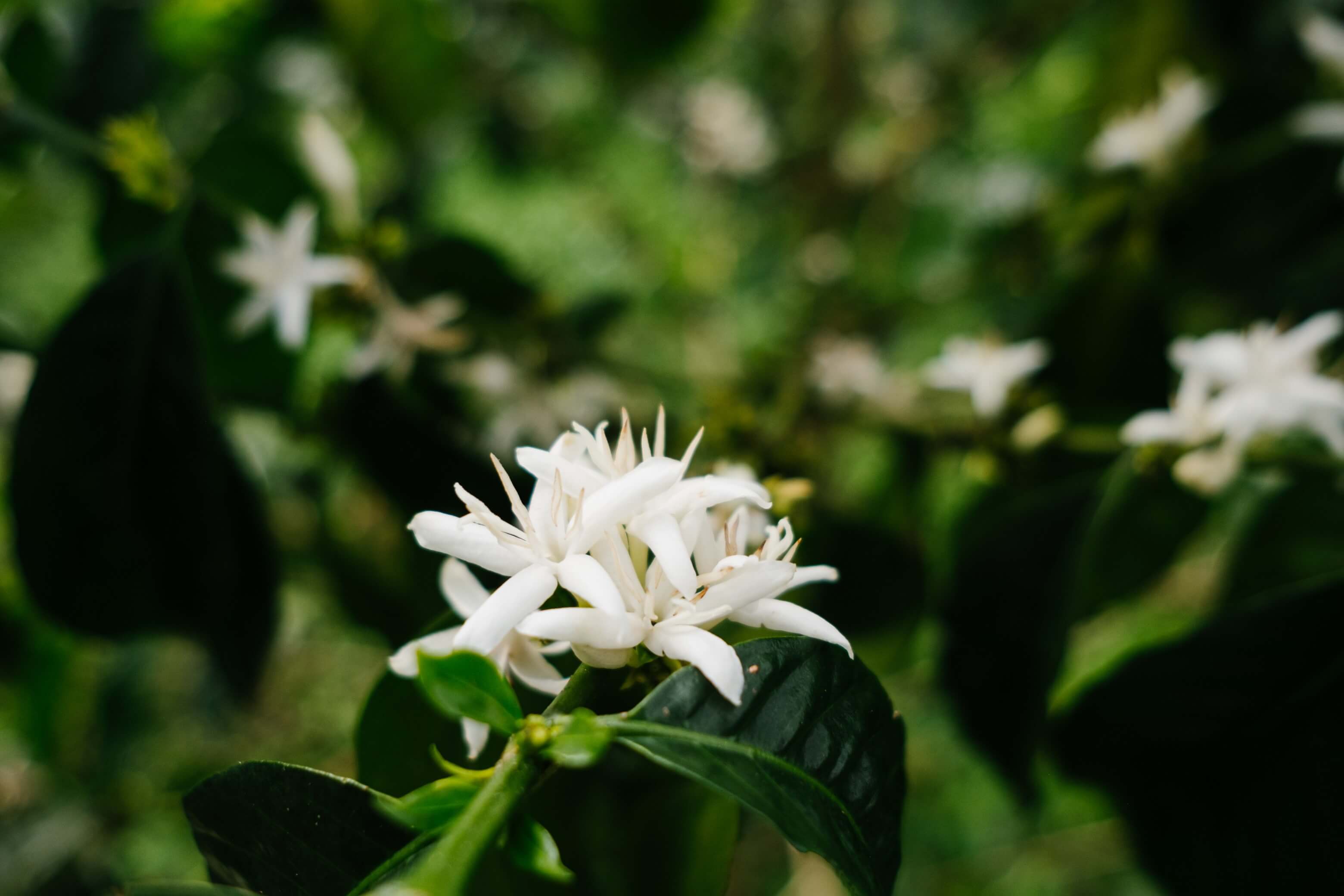 Цветок кофейного дерева