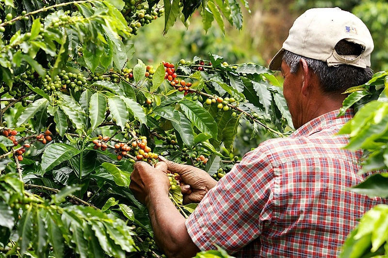 Контрабанда зеленого кофе: почему кофе поставляют незаконно
