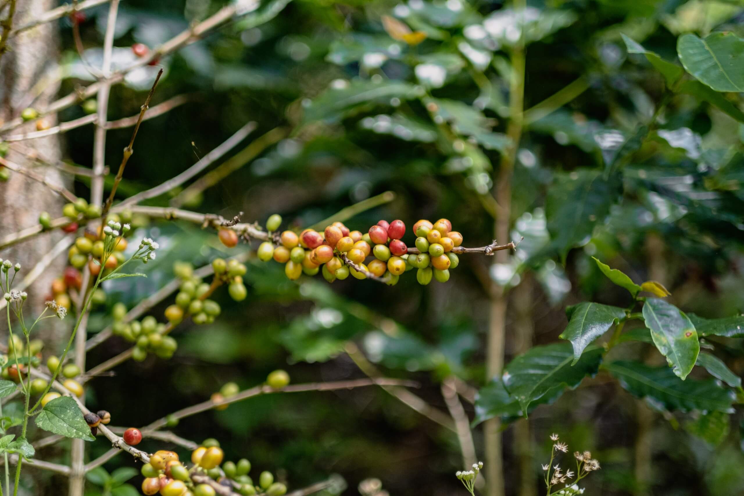 Nescafé Plan 2030: что предпринимает крупный кофейный бренд в поддержку экологии