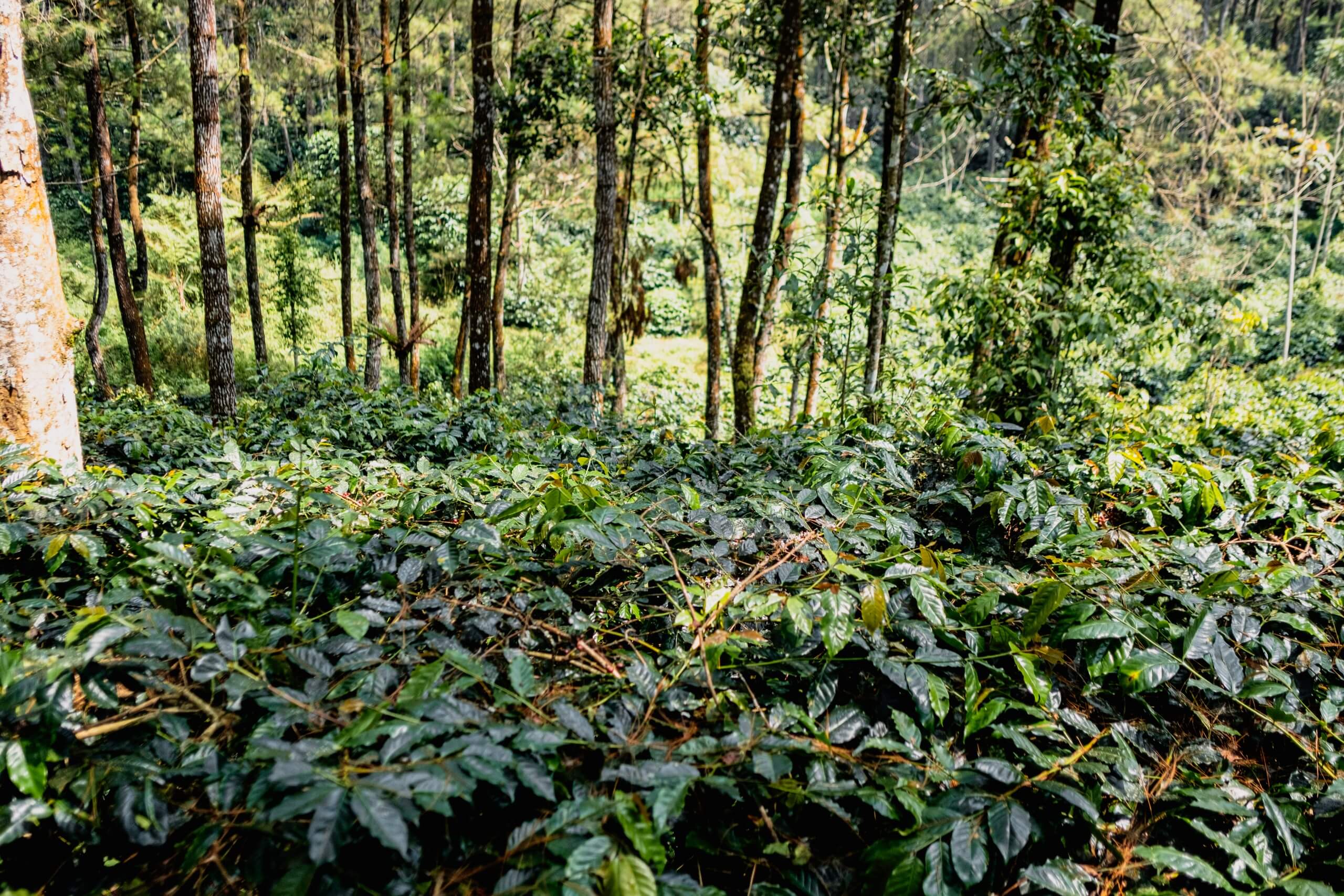 Растения на кофейной плантации