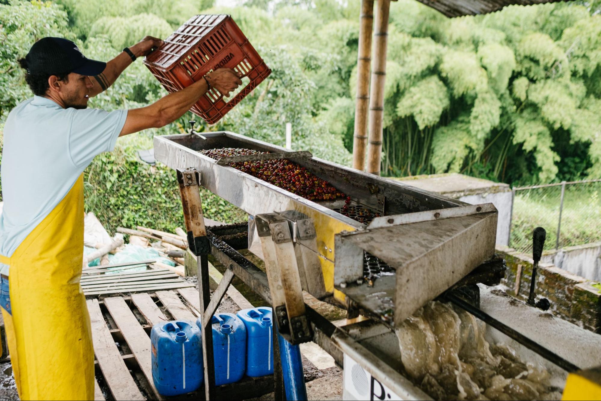 Обработка кофе на ферме Cofinet, Колумбия