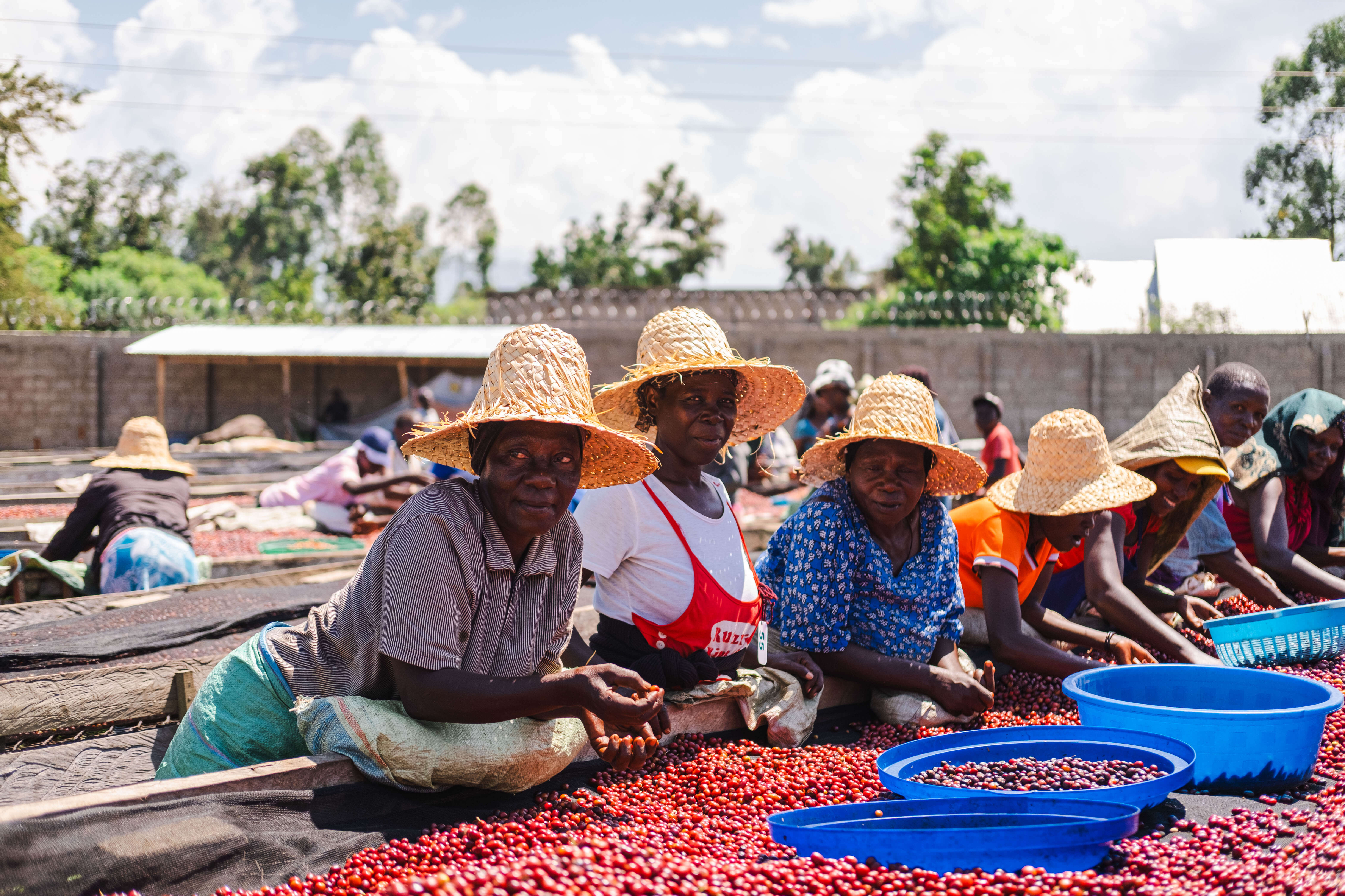 Наша первая поездка в Уганду за кофе: особенности кофейной индустрии, партнеры и итоги