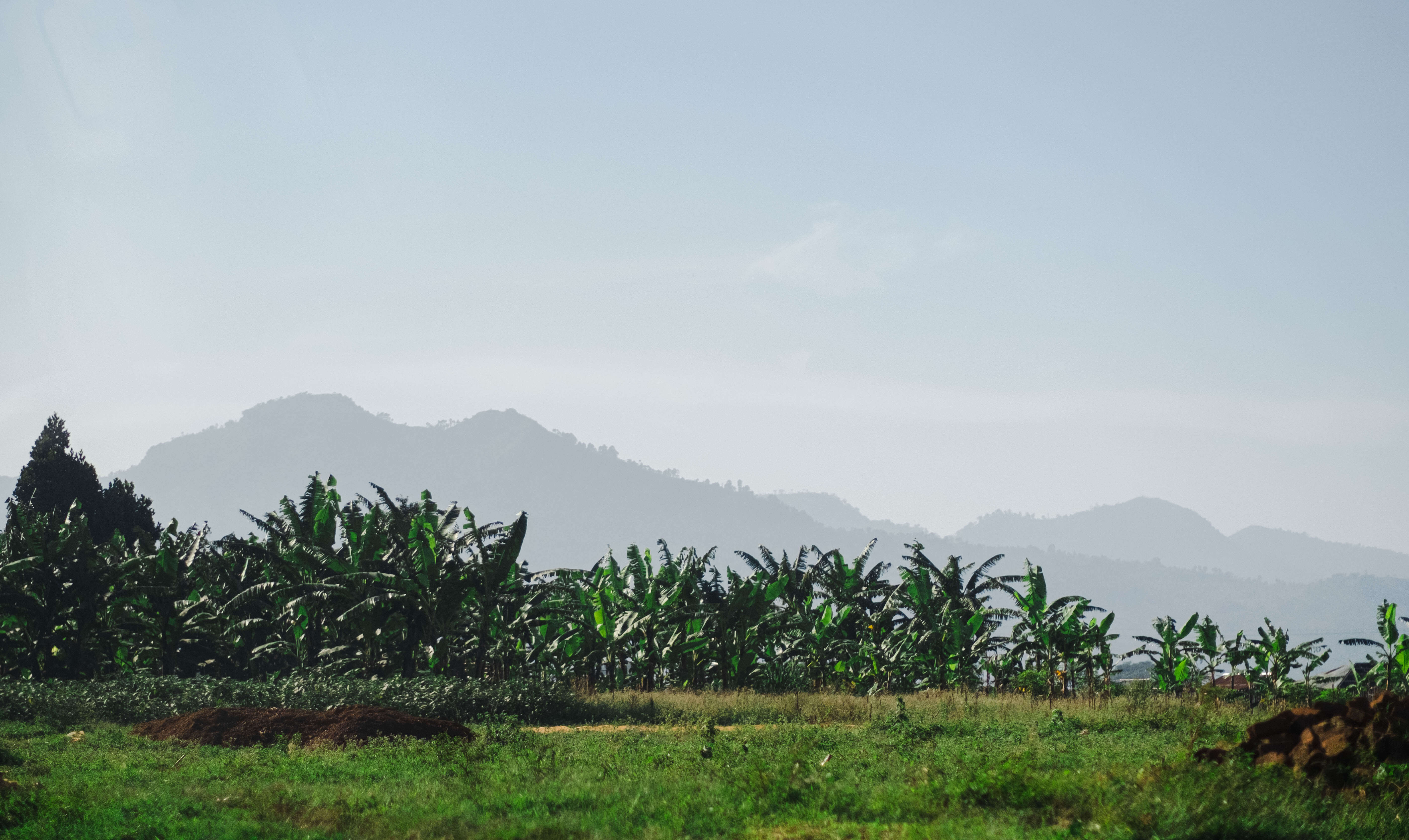 Кофейная ферма в уганде, горный ландшафт