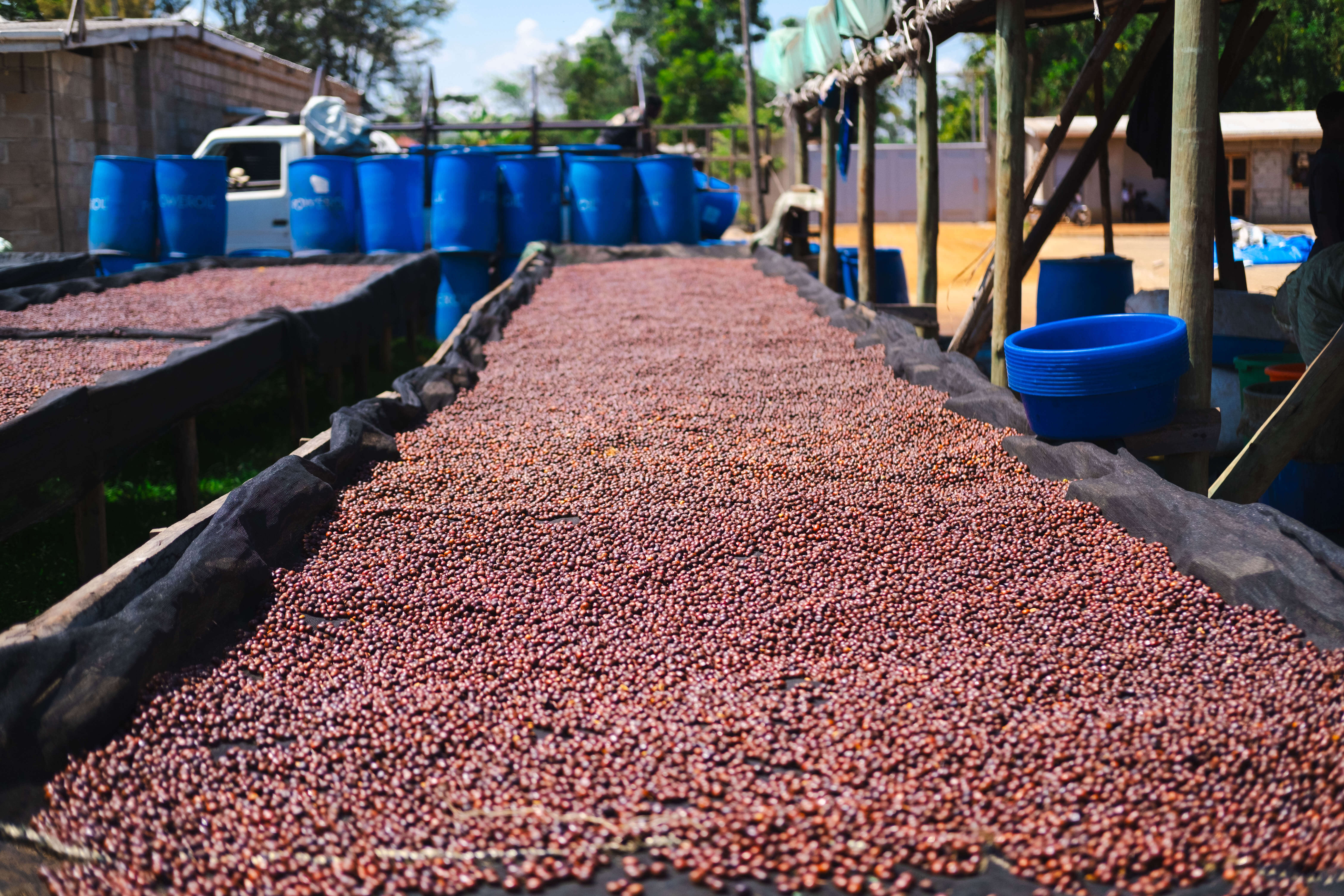 Сушка кофе при натуральной обработке в Уганде