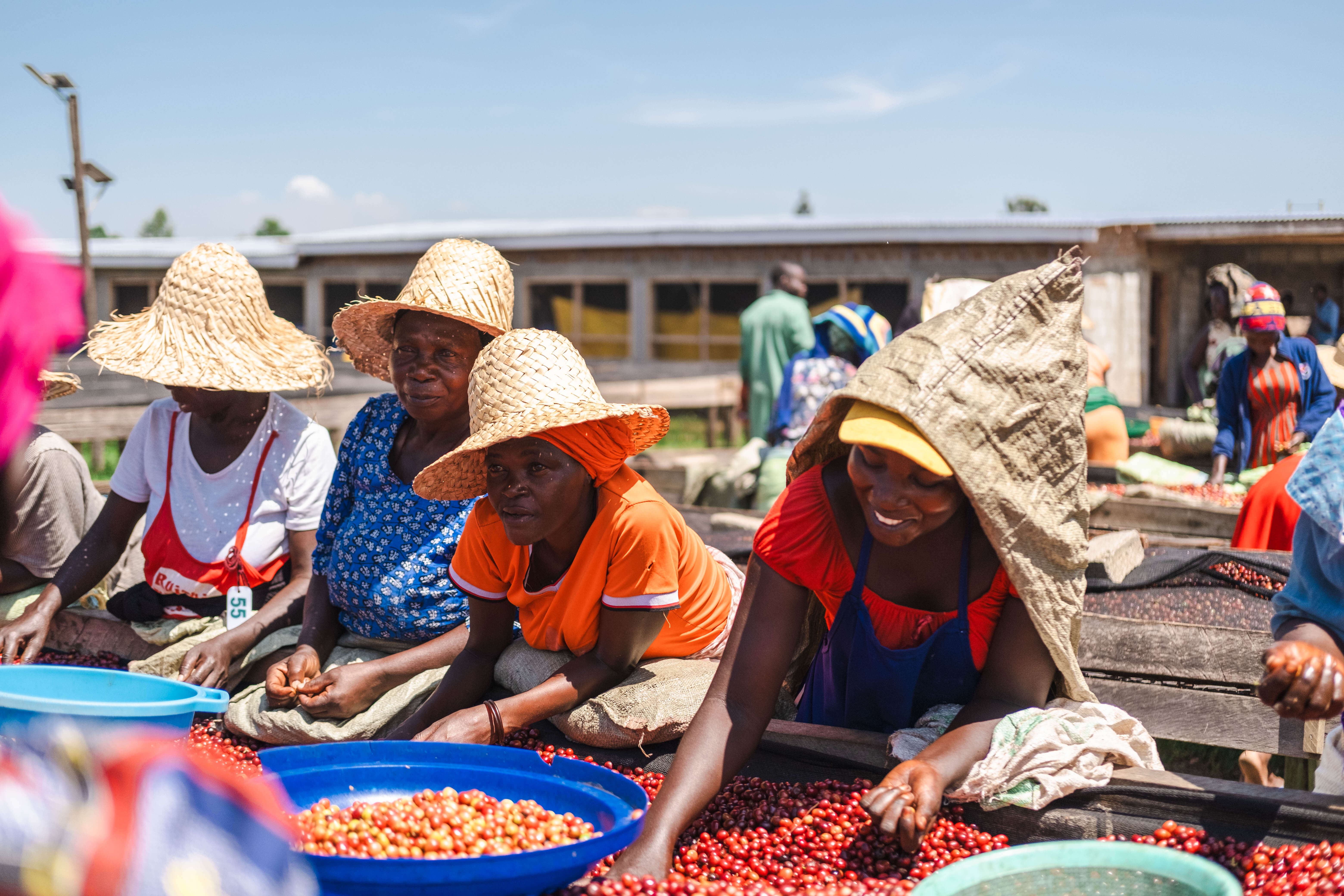 Ручная сортировка кофейных ягод