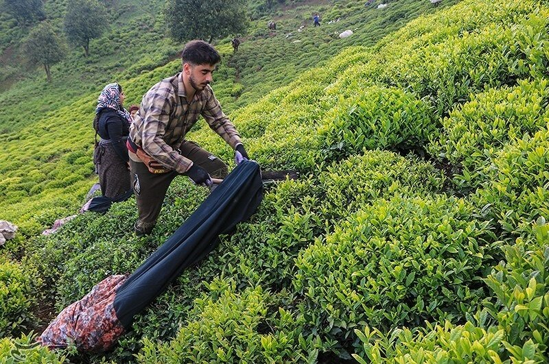 Фестивали чая в Иране