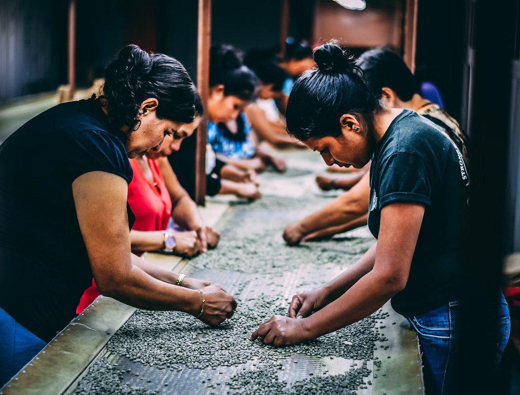 Предпродажная подготовка: как в Гватемале выбирают кофе на экспорт