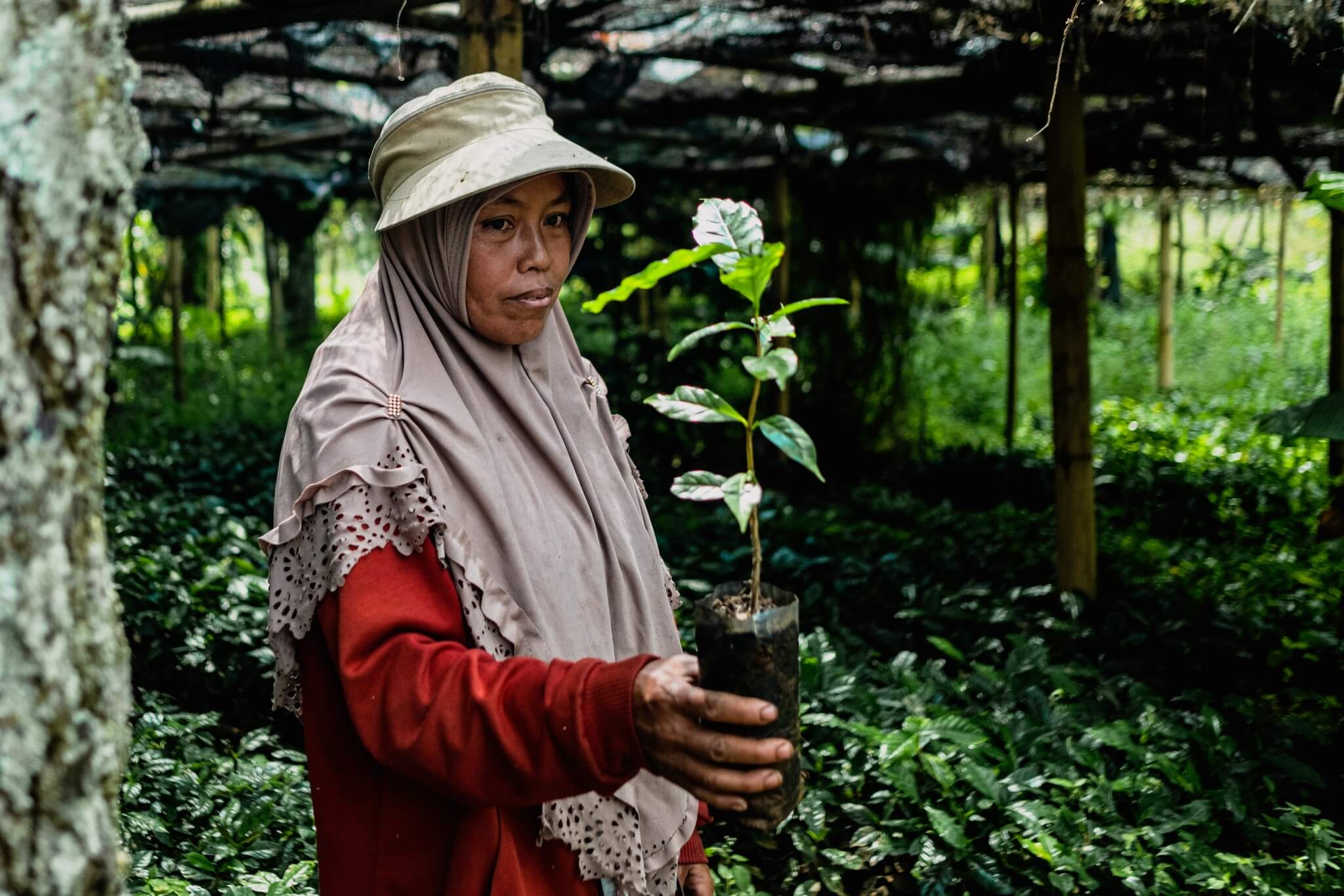 В чем разница между арабикой и робустой
