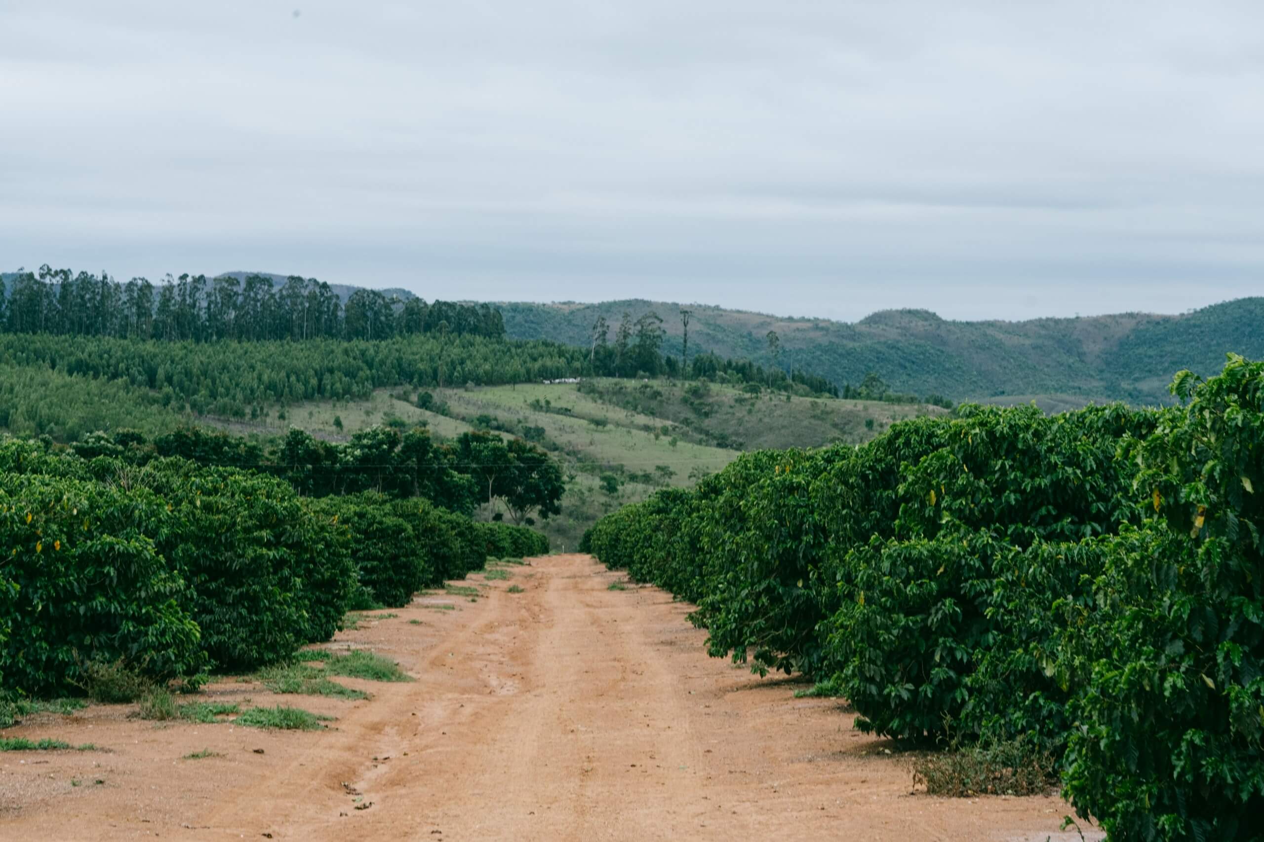 Вырубка лесов в Бразилии: как это влияет на кофейную индустрию