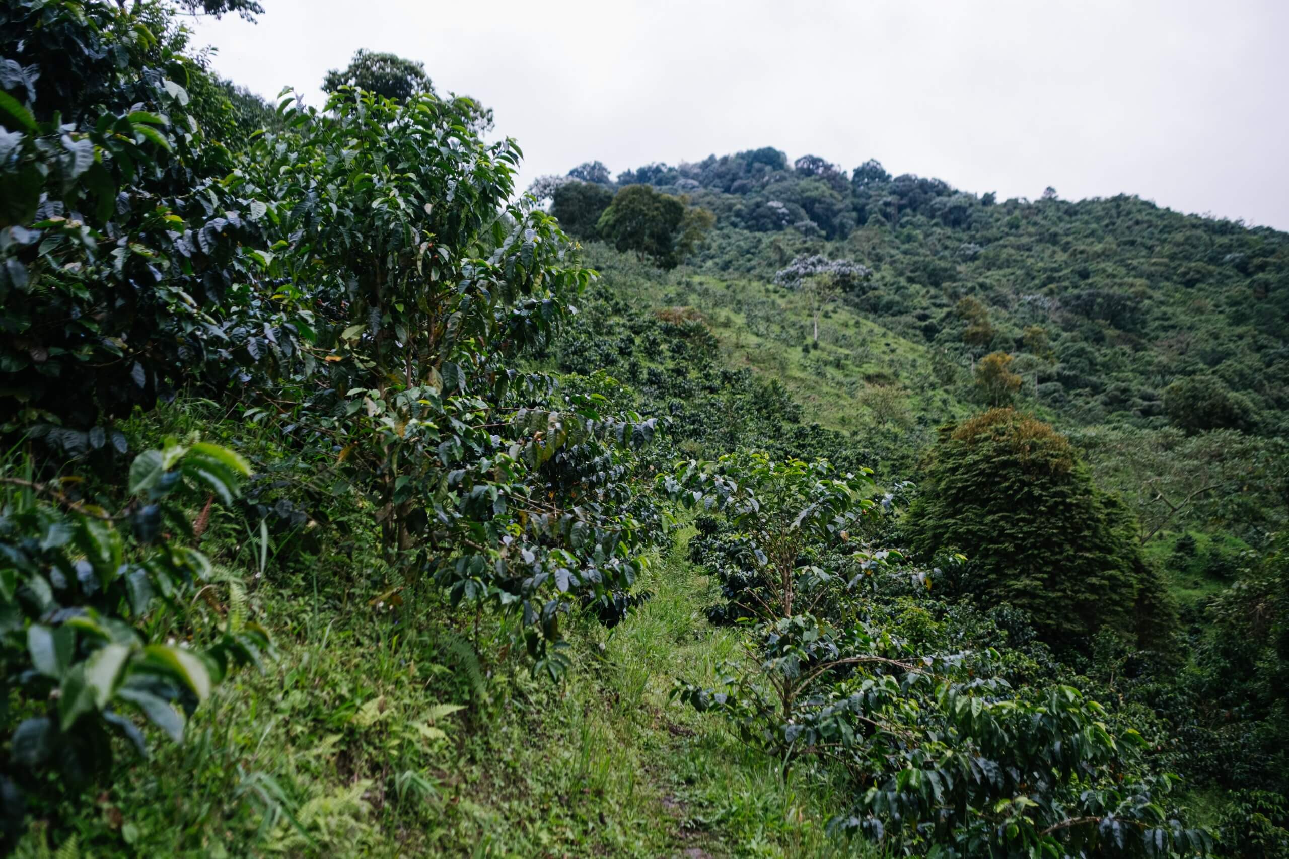 Растения на горном ландшафте