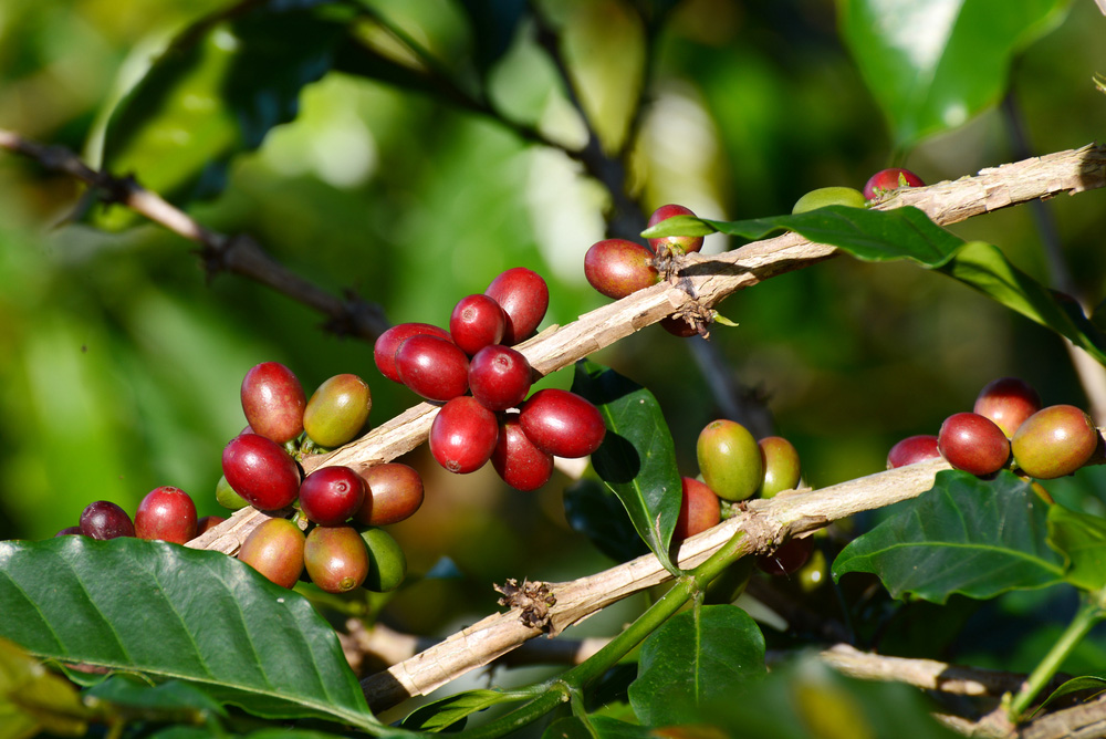 Вет-халл — обработка кофе на Суматре