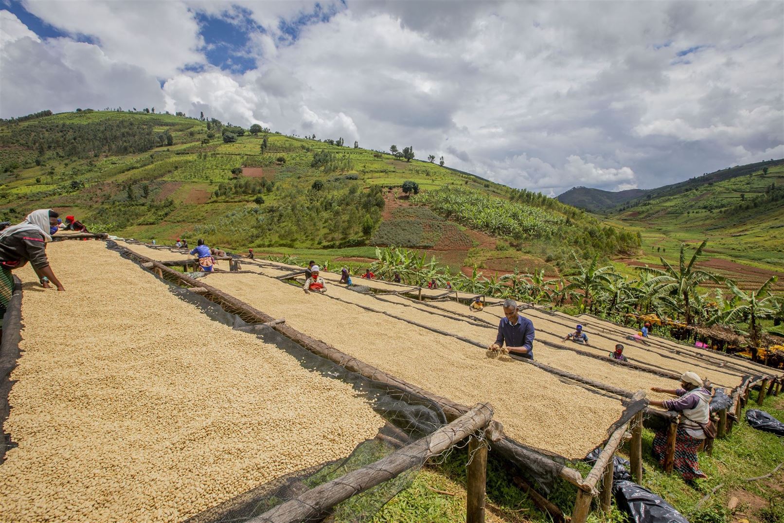 Кофе в Руанде